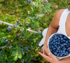 Zdravotné účinky bobúľ: Prečo jesť aróniu či maliny?